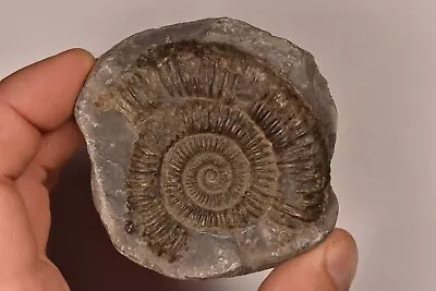 *DACTYLIOCERAS* Fossil 8cm 229g Natural Ammonite Specimen Jurassic Germany • $52.43