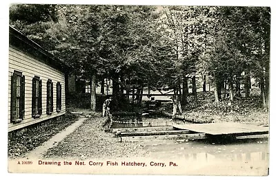 Corry PA - DRAWING THE NET AT CORRY FISH HATCHERY - Postcard • $7.50