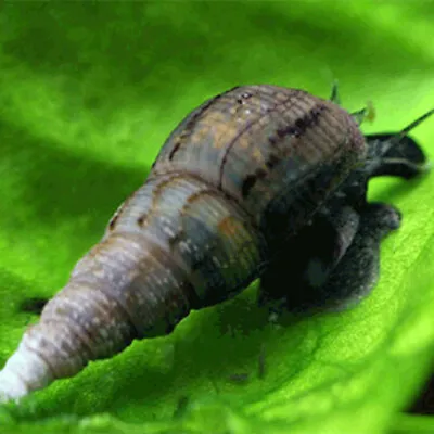 5 X MALAYSIAN TRUMPET SNAIL - ALGAE EATING/FISH/TROPICAL **Cleans Gravel** • £1.99