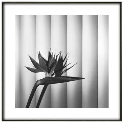 Robert Mapplethorpe 'Bird Of Paradise' Fine Art Print Various Sizes • $41.62