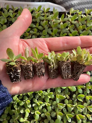 6 X Kalanchoe X Houghtonii Plug Plants Mexican Hat Mother Of Millions Succulent • £5