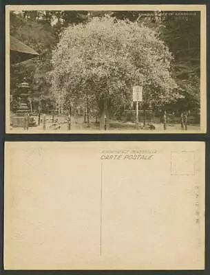 Japan Old Postcard Kamakura Big Japanese Quince Tree Myohon-ji Temple 妙本寺海棠法輪大海棠 • £5.99
