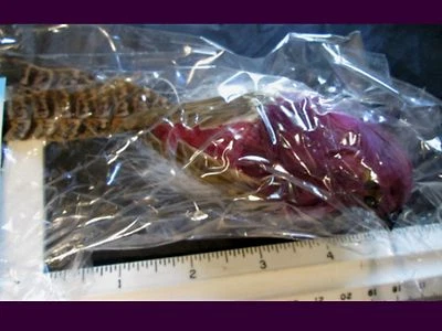 $9.75 • Buy BLUEJAY PINK PURPLE  BIRD Mushroom Craft Art Wreath Birdhouse Feather 1 Pk Raz  