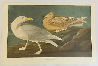 $119.99 • Buy The Birds Of America. Audubon. Burgomaster Gull. Amsterdam Edition.