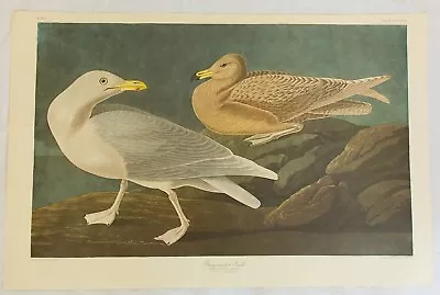 $119.99 • Buy The Birds Of America. Audubon. Burgomaster Gull. Amsterdam Edition.
