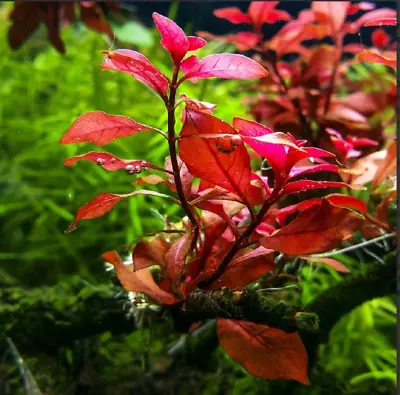 BUY 2 GET 1 FREE Ludwigia Repens (Dark Red) Potted Live Aquarium Plants • $10.79