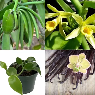 Vanilla Planifolia Orchid Plant Species Rooted Live 02+ Cuttings Vanilla Bean • $9.50