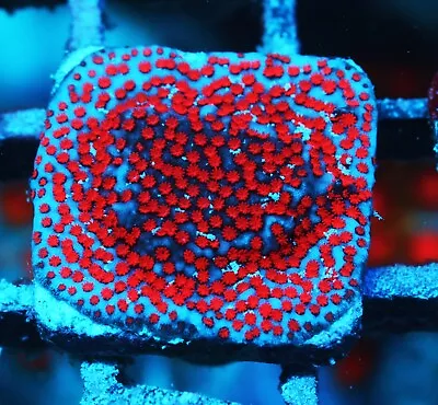 Superman Montipora Zoanthids Paly Zoa SPS LPS Corals WYSIWYG • $4.99