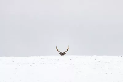 Elk By Trent Foltz Elk Print 19x13 • $15.98