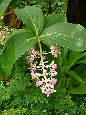 Malaysian Orchid Plant Medinilla Myriantha Indoor Flower 6-8  Tall 4  Pot • $79.95