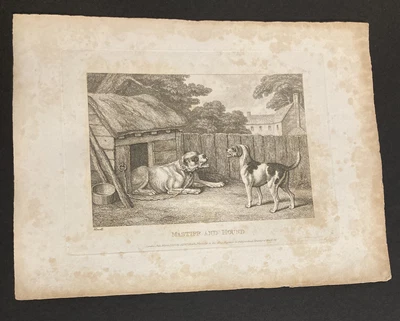 £9.99 • Buy Etching By Samuel Howitt MASTIFF & HOUND