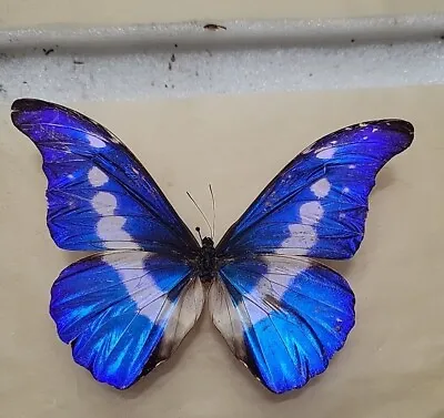 Morpho Rhetenor Helena! A- To A2 Cheap Price Ships Mounted With All Data. • $25.99