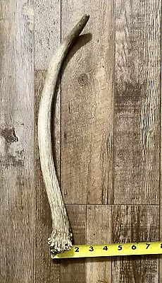 Shed Elk Antler Single Spike Bull “Wand” 16  Long Rocky Mountain Last Years • $49.99