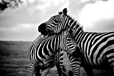 11829.Decoration Poster.Room Wall.Home Art Design.B&W Photograph Of Zebras • $37