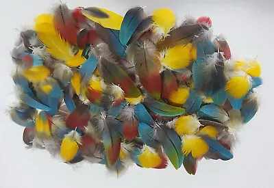 Macaw Parrot Body Feathers 150+ Multi Colored Feathers 1+  To 3+  Fly Tie Etc • $45