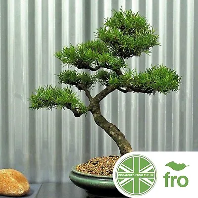 Bonsia Tree Seeds - Silky Oak - 8 Seeds - Premium - Fast Uk Dispatch ✅ • £3.50
