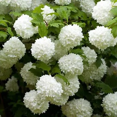 Viburnum Opulus Roseum Snowball Tree - Beautiful Garden Shrub  • £3.99