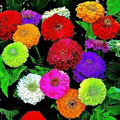 150 Seeds Zinnia Elegans Dahliaflowered Mix+4 FREE PLANT LABEL  • £0.99