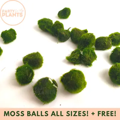 £2.79 • Buy Marimo Moss Balls Nano Medium & XL Available Aquatic Aquarium Live Plant