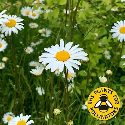 Ox-Eye Daisy Seeds Leucanthemum Vulgare Oxeye Wildflower Moon Daisy Large Flower • £2.35