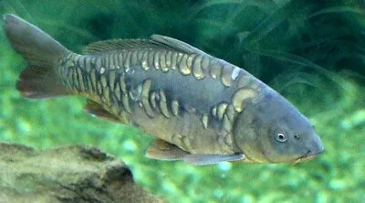 Mirror Carp Cyprinus Carpio 5cm • £6