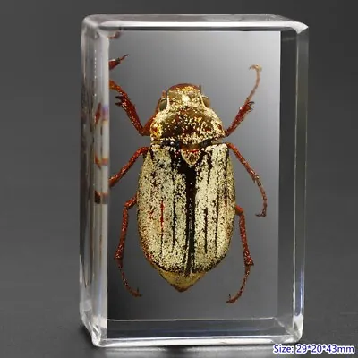 Insect In Resin Specimen Paperweight Spider Beetle Scorpion Collection Gift Cute • £12.59