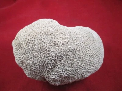 $39.99 • Buy Reef Large Brain Coral LEFT & RIGHT LOBES 4.4 Lbs. Fossil Living Ocean