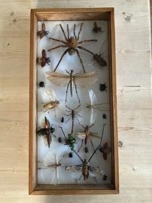 £33 • Buy Vintage Horrific Taxidermy Insects Framed Tarantula Beetles Dragon Fly Scorpion