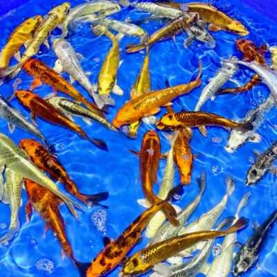 £30 • Buy 6 X Assorted Ghost Koi Carp 6cm