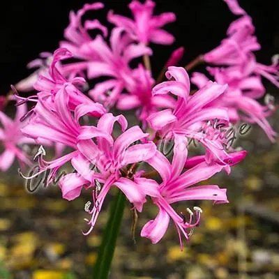 £99.99 • Buy Nerine Bowdenii Garden Bulbs Guernsey Lily Autumn Pink Flower Perennial Corms