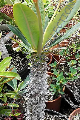 £8.05 • Buy RARE EUPHORBIA PACHYPODIOIDES @ Exotic Succulent Cactus Cacti Plant Seed 5 SEEDS