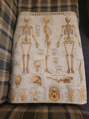 Laminated Skeletal System Poster  Anatomical Chart Skeleton Medical 28×22 • $23