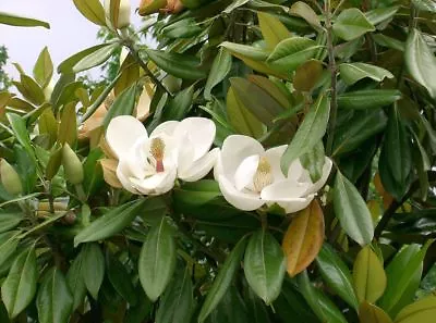 5 Semi Di Magnolia Sempreverde  Magnolia Grandiflora   Spedizione Gratuita   • £2.67