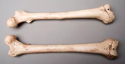 Halloween Horror Aged Femur Bones Life-Size Human Skeleton Left & Right NEW • $24.95