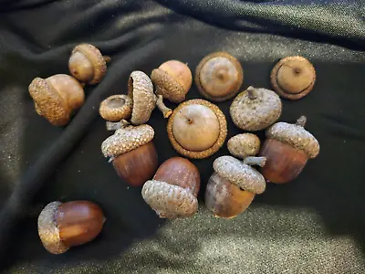 (12) Natural Red Oak Tree Acorns With Caps Seeds Crafts Projects • $5