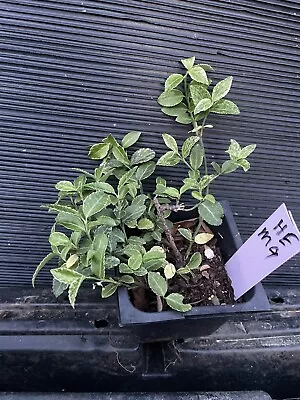 Harlequin Euonymus • $4.75