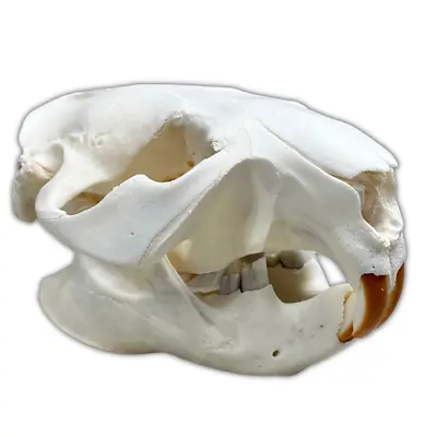 Beaver Skull • $45