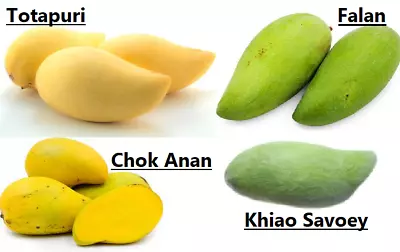 4 Mango Fruit Seeds: Totapuri Falan/Fah-Lun Chok Anan โชคอนัน Kiew Savoy Savoey • $9.73