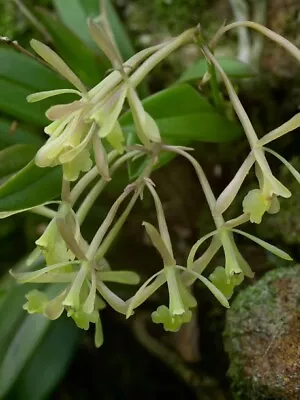 Epidendrum Conopseum Epidendrum Magnoliae RARE SPECIES Florida Native Orchid • $65