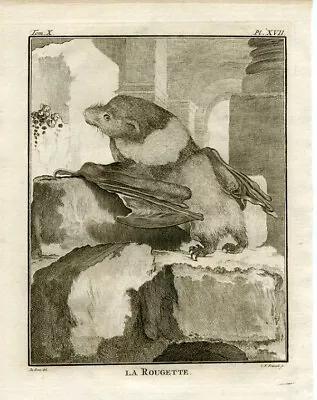 Antique Print-La Rougette-Depiction Of A Small Mauritian Flying Fox-Buffon-1765 • $69.50