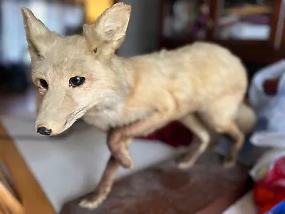 Taxidermy Red Fox Standing Up • $250
