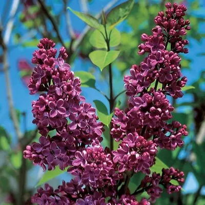 Syringa Lilac Charles Joly Plant Shrub Tree Deep Red-purple Flowers 2lt Pot • £14.99