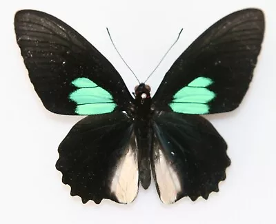 Butterfly X1 Male Parides Sesostris Trinitensis (Trinidad) Endemic • $6.25