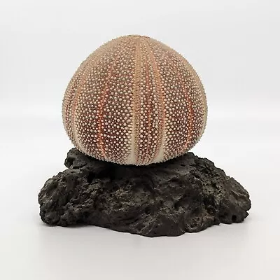 English Channel Sea Urchin On Lava Rock Art Sculpture Makelina Hawaii VTG • $34.95