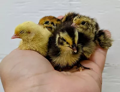 12 ++ Rainbow Coturnix Quail Eggs -- Including Celadon • $25