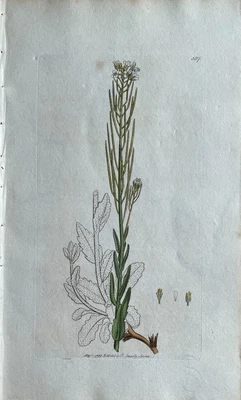 £147.16 • Buy Original Antique Print - Botanical Art Print - James Sowerby - Arabis Hirsuta