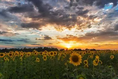 Sunflower Field Sunset Tuscany Italy Landscape Photo Photograph Poster 36x24 • $13.98