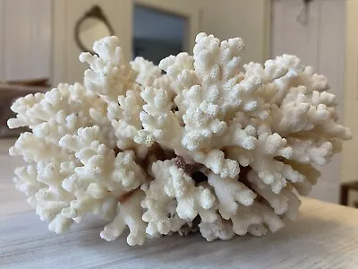 Natural White Sea Coral Cluster 7  Beautiful Brown Stem Ocean Specimen • $17.99