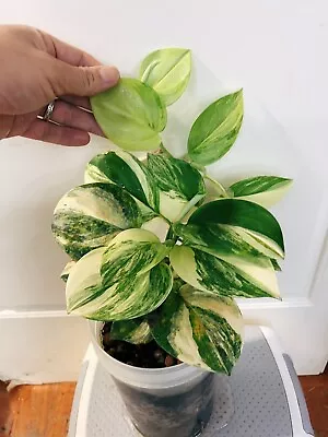 Scindapsus Treubii Moonlight Aruea Variegated( No Monstera Philodendron ) • $56