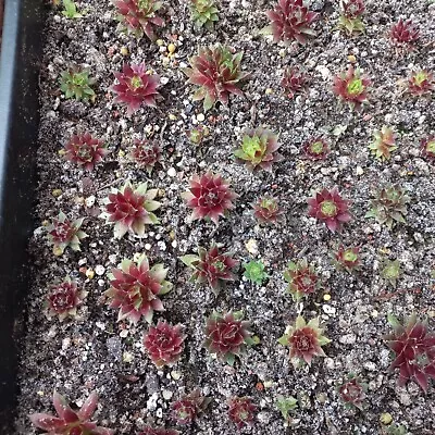 Sempervivum Silberspitz Small Plant. • £1